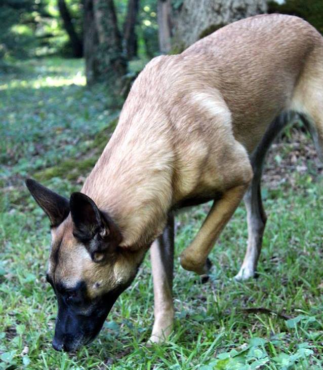 éducateur canin méthode positive chien dresseur éducation